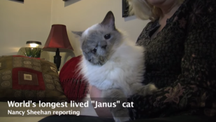 Meghalt a világ legöregebb, kétarcú macskája