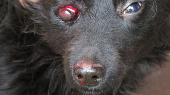 Rendőrök hívtak állatorvost a vérző kutyához