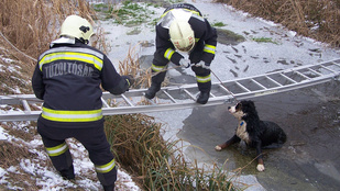 Kutyát mentettek a jeges vízből a tiszafüredi tűzoltók