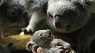 Megégett koaláknak kesztyűt varró önkénteseket várnak Ausztráliában