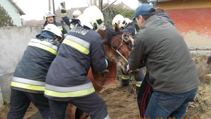 Vízóra aknába esett lovat mentettek a tűzoltók