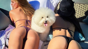 Seggekkel és verdákkal pózolnak az Instagram gazdag kutyái