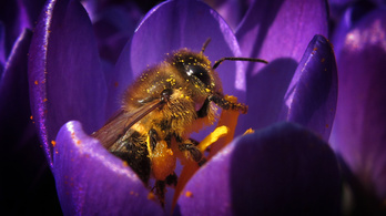 Icipici nyomkövetőkkel tanulmányozzák a méhek mozgását