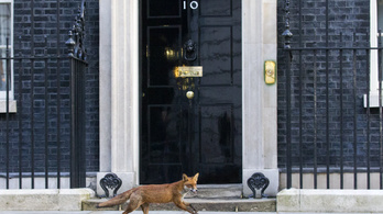 Róka sétált el a Downing Street 10. előtt