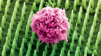 Nanotűvel szurkálják a sejteket, de nem fáj nekik