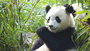 Tudja, milyen hosszú a tantra szex a pandáknál?