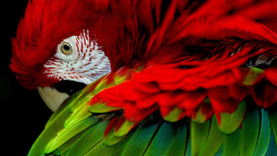 Ki ismeri fel a plázázó papagájt?
