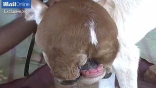 Az emberarcú bárány után most 10 ajkú borjú született