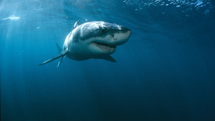 Észak-Karolinában már 7 embert támadtak meg a cápák idén