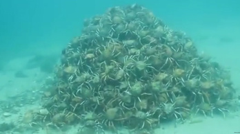 Óriás rákpiramist találtak a tenger mélyén