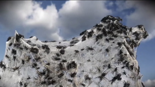 Ausztráliában pók esik az égből, de ez tök normális