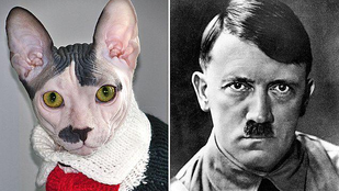 A macska, ami nemcsak külsőleg hasonlít Adolf Hitlerre