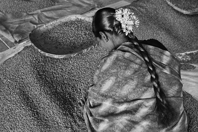 Az asszony az exportminőséget válogatja. Allana Coffe Curing Works. Karnataka State, India 2003.
