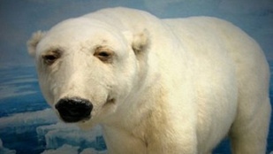A legbénábban kitömött állatok legnyomibbjai: a betépett jegesmedve és az ülve merengő róka