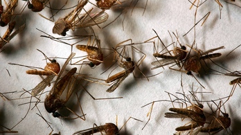 Undorító szúnyogok jönnek, fonálférgeket hoznak, de mindezért a gumiabroncsok felelősek