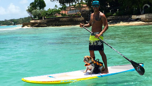 Napi cuki: Hamilton kutyája paddleboardozás közben