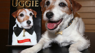 Meghalt Uggie, A némafilmes kutyája