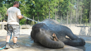 A pancsoló nyíregyházi elefántnál ma már úgyse lát cukibbat