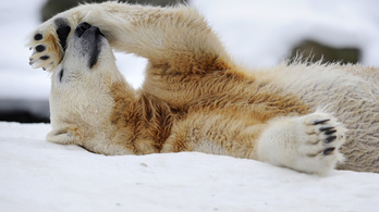 Megvan, miért pusztult el Knut, a berlini jegesmedve