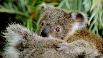 Koalairtásba kezd Ausztrália