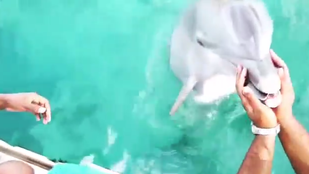 Jó, hát ez a delfin bizony visszahozta a vízbe ejtett telefont