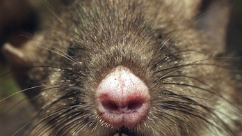 Malacorrú patkányfajt fedeztek fel Indonéziában