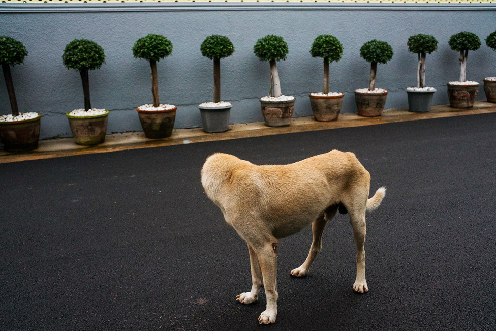 Tavenpong a Miami Street Photography fesztiválon díjnyertes „fejetlen kutya” című képe sem jöhetett volna valószínűleg létre, ha a thai főváros nem küzdene egy másik komoly problémával, több százezer kóbor kutya formájában. A thai járványügyi és állatorvosi hivatal becslése szerint úgy 700 ezer kóbor kutya él az országban, ebből úgy 100-300 ezer pedig Bangkok utcáit és sikátorait járja. 