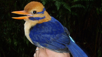 Ritka madarat talált egy tudós – úgyhogy megölte
