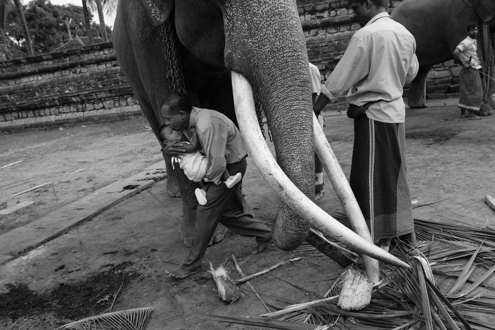 Mivel szinte az ősidők óta munkára fogják, és Ázsia nagy részén a vallásban is nagy szerepe van, nagyon sokan tartanak háziasítva elefántot. Becslések szerint nagyjából 15 ezer domesztikált elefánt él Ázsia szerte embereknél.
