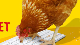 ZX X `````````qz h bum8 zx - üzeni a történelmi jelentőségű csirke