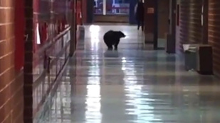 Pénteki cuki: iskolába ment a medve, csak korán érkezett