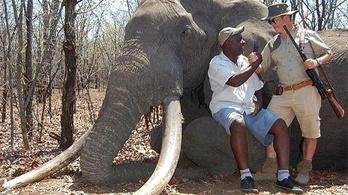 Lelőtték Afrika egyik legnagyobb elefántját