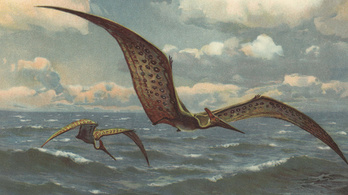 Vakondlábú és madárfejű dinót találtak