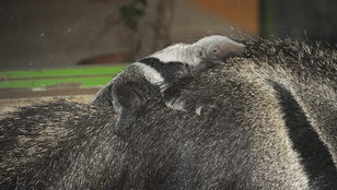Elképesztő cuki lény született a Nyíregyházi Állatparkban