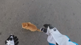 Motoros mentette meg a cuki kiscicát, és ezt le is videózta
