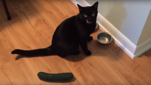 Vajon miért fél ez a cica az uborkától?