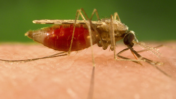 Mutáns szúnyog állíthatja meg a maláriát