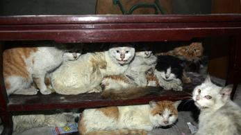 Lebukott a kínai macskahúsfeldolgozó