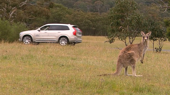 Volvo, a kenguruk védőszentje