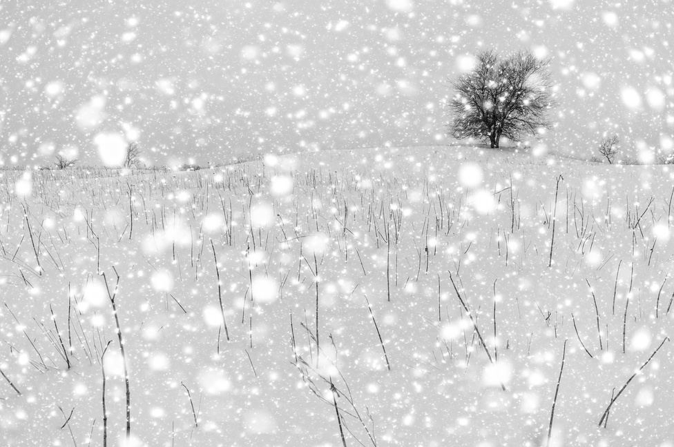 Hózápor (Fekete-fehér természetfotók 2. díj)&nbsp;Régóta foglalkoztat ez a téma: vakuval túlexponált hóesést fotózni. Ha alkalmam van rá, szeretek ezzel kísérletezni.
                        