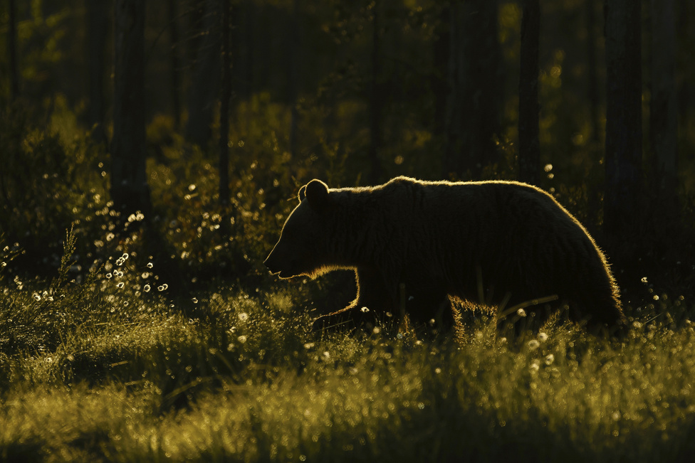 Medvesziluett (Az emlősök viselkedése kategória)
                        A fotón látható barna medvét a finn–orosz határ közelében sikerült lencsevégre kapni. A medvék viszonylag későn érkeztek a területre, ezért a fénnyel sokszor küzdöttem. Ám amikor ellenfényben megjelent ez az állat, csodálatos érzés fogott el, s elkészítettem az áhított fotót.