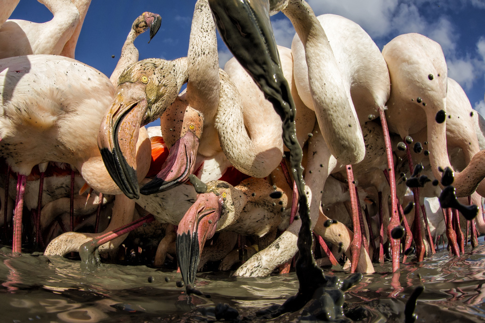 Iszapbirkózás (A madarak viselkedése kategória)A kamera előtt extrém közelségben szűrögetik az iszapot a rózsás flamingók a franciaországi Rhône folyó deltájában. Míg máshol a flamingók százméteres távolságból elmenekülnek az embertől, a Pont De Gau parkon belül ugyanazokat a madarakat akár öt méterről is meg lehet figyelni séta közben. Ez a közvetlen viselkedés a húszéves rendszeres etetésnek, a háborítatlanságnak és a látogatók állandó jelenlétének köszönhető. Ez a hely évente százezer látogatót vonz, és felhívja a figyelmet arra, hogy fontosnak érezzük környezetünk megóvását. A fotó egy akváriumba helyezett fényképezőgéppel, távirányítással készült.