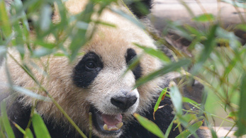 Megfejtették a pandák nyelvét