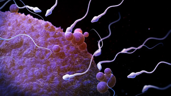 Most először figyelték meg a spermák kígyózását
