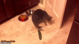 Ön is kipróbálta, megijed-e a macskája az uborkától?