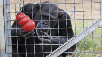 Amerika leállítja a csimpánzkutatásokat