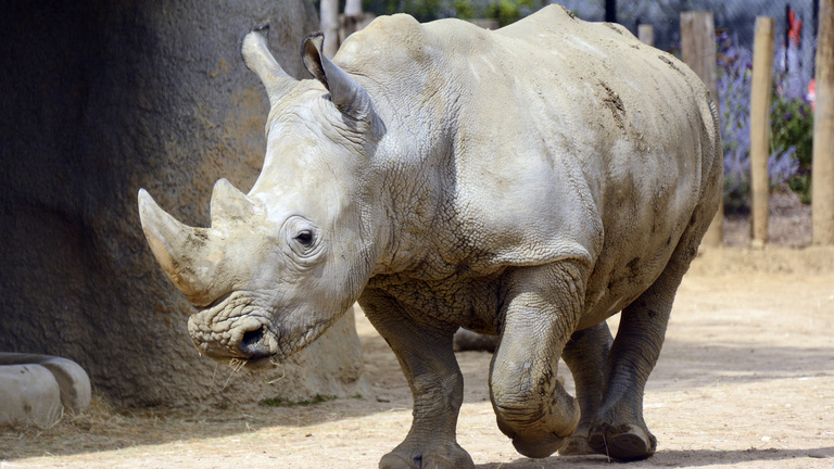Már csak három fehér rinocérosz maradt a világban
