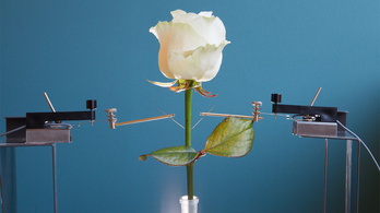 Hatmillió dollárba került az első kiborg rózsa