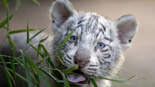 Két fehér tigris kölyök is elpusztult a jaltai állatkertben