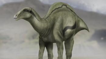 Vitorláshátú dinoszauruszt fedeztek fel